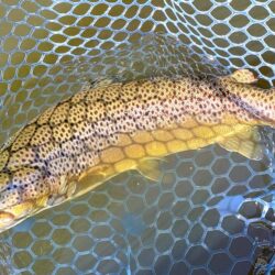 午前中は絶好調だったが… ～岡崎トラウトポ…